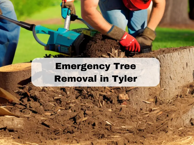 Emergency Tree Removal in Tyler