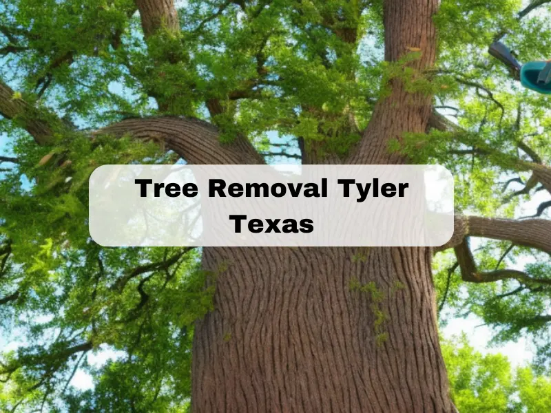 Tree Removal Tyler Texas